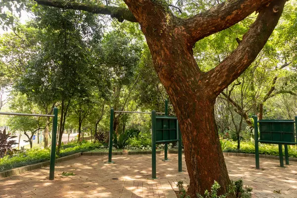 Parkta büyük bir tropikal ağaç ve gölgeli ağaçlar