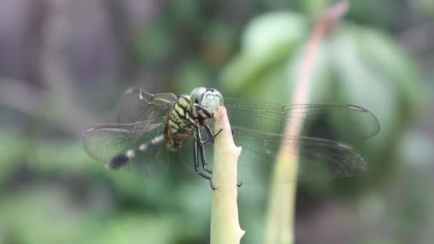 Eine Libelle Thront Auf Der Spitze Eines Aloe Vera Blattes — Stockvideo