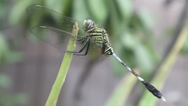 Πλευρική Άποψη Του Dragonfly Σκαρφαλωμένη Στο Φυτό Aloe Vera — Αρχείο Βίντεο