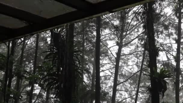 Дождь Сосновом Лесу Медленное Движение — стоковое видео