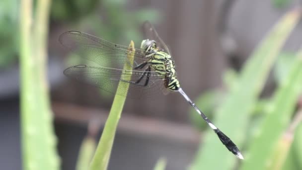 Sidovy Över Dragonfly Uppe Aloe Vera Växt — Stockvideo