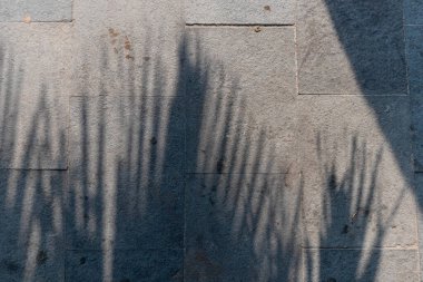 Yerdeki hindistan cevizi ağacı yapraklarının gölgesi görünüyor.