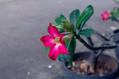Kavanozda kırmızı frangipani çiçekleri