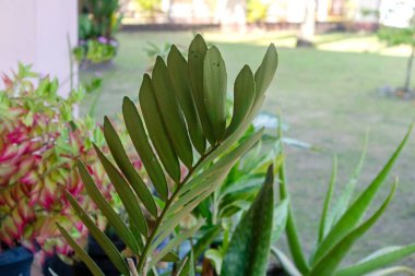 Bahçedeki yeşil bitkiler