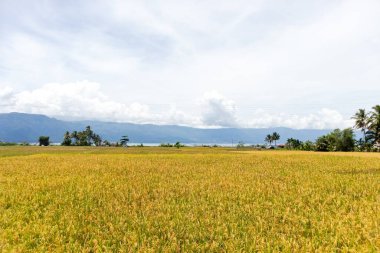 Pirinç, Batı Sumatra, Endonezya 'daki bir gölün kenarındaki pirinç tarlasında olgunlaşmaya başlar.
