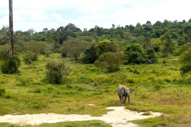 Minas, Riau, Endonezya 'daki fil barınağında bir Sumatra fili.