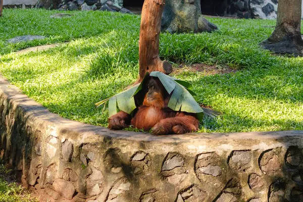 Bir Sumatra orangutanı ya da Pongo Abelii kafasını hayvanat bahçesinde muz yaprağıyla kaplar.
