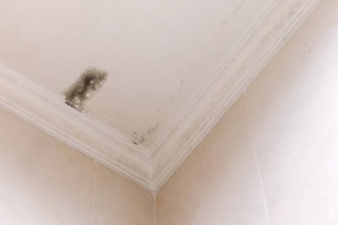 Bir odada nemli ve küflü bir tavan.