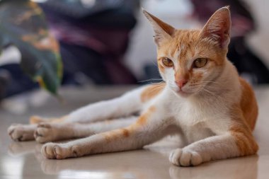 Turuncu bir kedi evin terasında dinleniyor.