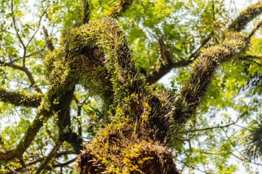 Tropikal bir ormanda, küçük yeşil sarmaşıklarla kaplı ağaç gövdesine yakın.
