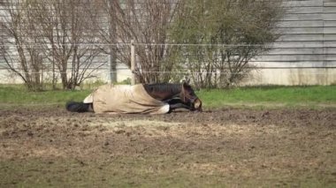 At yerde yatar ve ayağa kalkar ve diğer atların arasında çayırın etrafında koşar..