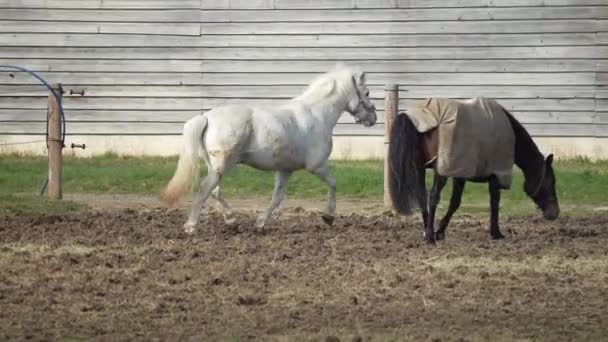 Hvit Hest Løper Rundt Hesteryggen Blant Andre Hester – stockvideo
