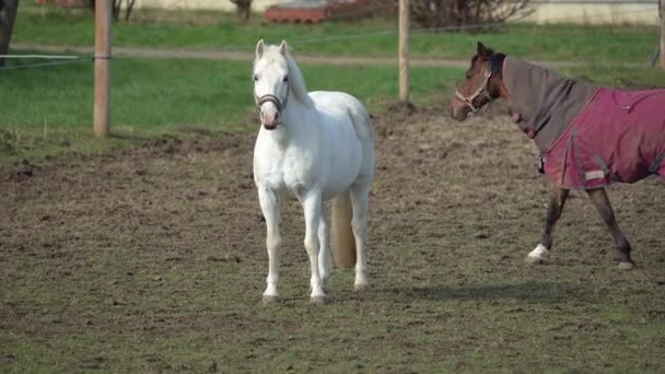 Den Bruna Hästen Närmar Sig Den Vita Hästen Och Trycker — Stockvideo