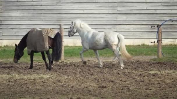 Άλογο Τρέχει Γύρω Από Την Μάντρα Λευκό Άλογο Συνοφρυώνεται Αιχμαλωσία — Αρχείο Βίντεο