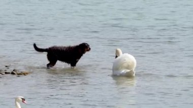 Siyah bir köpek beyaz bir kuğunun peşinden koşar ve ona havlar. Kuğu yırtıcıdan denize doğru kaçar. Yüksek kaliteli FullHD görüntüler