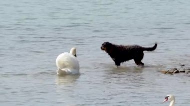 Köpek sudaki kuğuya havlıyor ve kuğu denizdeki köpekten uzaklaşıyor. Yüksek kaliteli FullHD görüntüler
