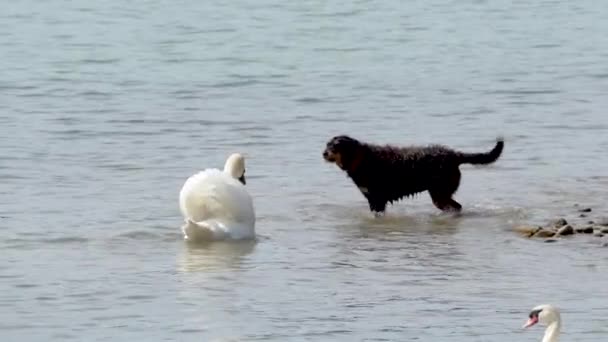 Собака Гавкає Біля Лебедя Воді Лебідь Відривається Від Собаки Морі — стокове відео