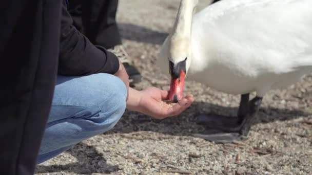 一个人用手拿着食物喂天鹅 鸟儿从喂食者的手掌上抢食 人和野生动物 高质量的4K镜头 — 图库视频影像