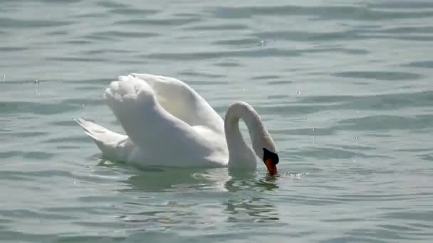 Swans Sea Swim Water Search Food Wild Birds Seas Reservoirs — Stock Video