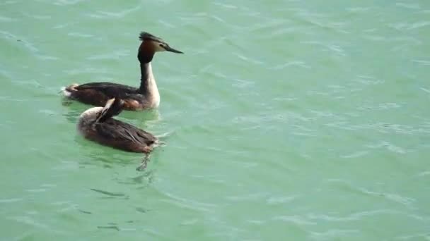 Dva Vodní Ptáci Rodiny Grebe Plavou Společně Rybníce Vysoce Kvalitní — Stock video