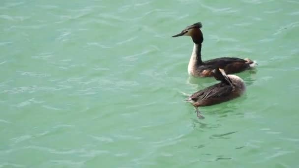 Uccelli Acquatici Grebe Uccelli Nuotare Insieme Uno Stagno Filmati Alta — Video Stock
