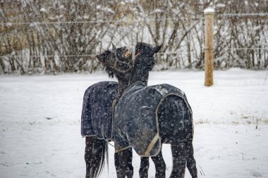 İki at karşılaştı ve dişleri açıkta gülümsüyorlar. Kış aylarında atlar kar altında buluşmak için çalışırlar. Yüksek kalite fotoğraf