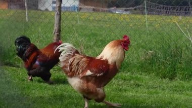 Tavuklar ve horozlar yeşil çimlerde yürür. Evcil kuşların yavaş çekimleri. Yüksek kaliteli FullHD görüntüler