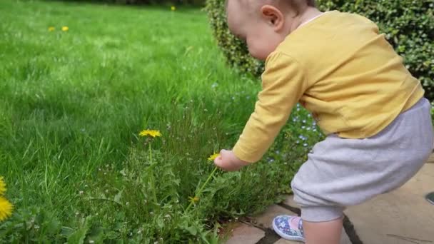 小さな子供が緑の芝生の上を歩くと黄色のタンポポを摘み取ります 子供たちは歩くと落ちることを学ぶ — ストック動画