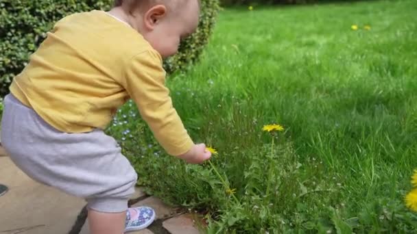 Küçük Bir Çocuk Yeşil Çimenlikteki Bir Parkta Sarı Karahindiba Koparır — Stok video