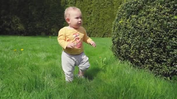 Küçük Bir Çocuk Acemice Yeşil Çimenlerde Yürür Sarı Karahindiba Koparır — Stok video