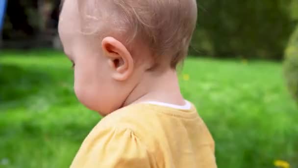 Küçük Bir Çocuk Acemice Yeşil Çimenlerde Yürür Sarı Karahindiba Koparır — Stok video