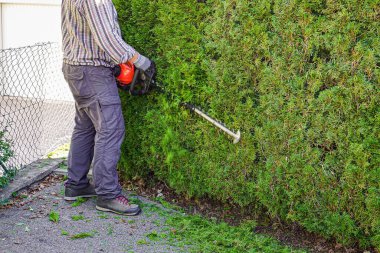 Erkek bahçıvan makasıyla özel kıvırcık makas yapar..