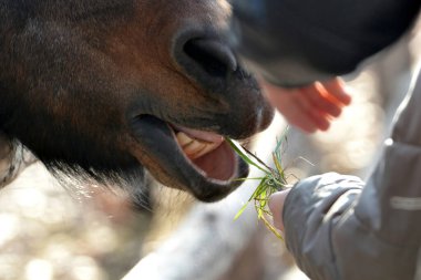Bir adam at otunu besler, insanın doğayla bütünlüğünü sağlar..