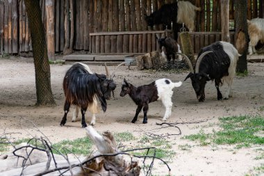 Büyük ve küçük keçiler hayvanat bahçesinde birbirleriyle oynarlar..