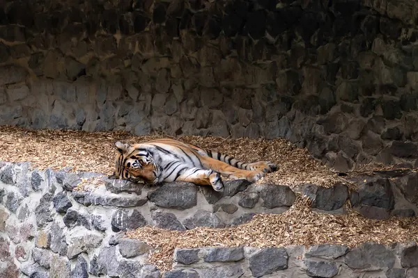 A tiger sleeps on the steps with fallen leaves in an abandoned park.