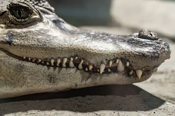 Crocodile teeth close up.