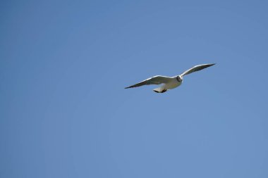 Kanatları açık bir martı gökyüzünde uçar. Kuşlar ve hayvanlar.
