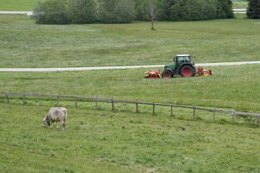 A tractor mows the grass and a cow grazes in the field. Nature. clipart