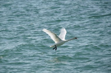 Kuğular mavi suyun üzerinde uçar. Kuşlar ve vahşi yaşam. Doğa