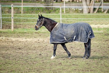 Hayvan kıyafetleri giymiş bir at otlakta duruyor. Hayvanlar