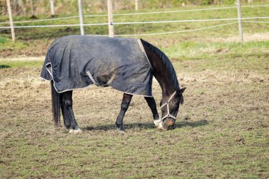 Bir at çayırda otlar ve yeşil otları yer. Hayvanlar
