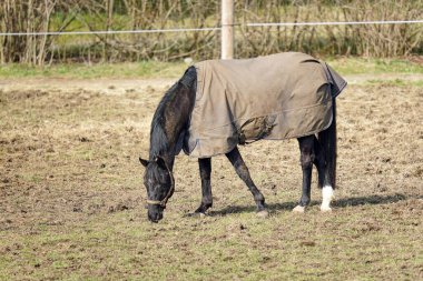Bir at çayırda otlar ve yeşil otları yer. Hayvanlar