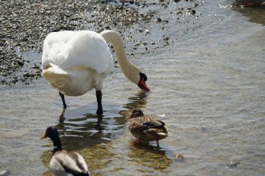 Bir kuğu yiyecek aramak için bir su deposu boyunca yürür. Kuşlar ve vahşi yaşam.