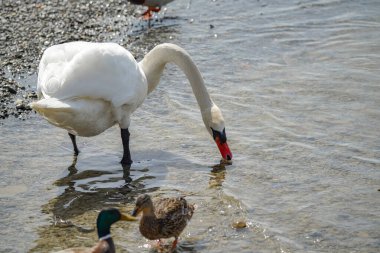 Bir kuğu yiyecek aramak için bir su deposu boyunca yürür. Kuşlar ve vahşi yaşam.