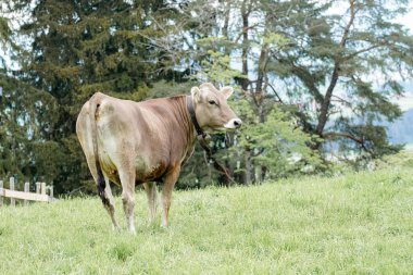 İnekler bir çayırda otlar ve İsviçre dağlarının arka planında yeşil otlar yerler. Evcil hayvanlar.