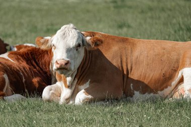 Bir inek sürüsü çayırda otlar ve yeşil otları yer. Evcil hayvanlar.