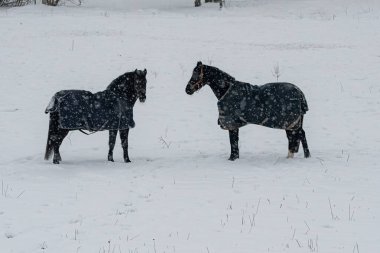 Kışlık paltolu atlar kar yağarken çayırda dört nala koşar. Kışın hayvanlar..