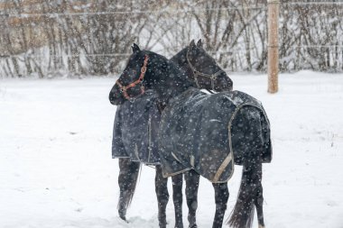 Kışlık paltolu atlar kar yağarken çayırda dört nala koşar. Kışın hayvanlar..