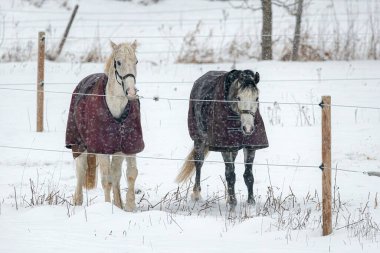 Kışlık paltolu atlar kar yağarken çayırda dört nala koşar. Kışın hayvanlar..
