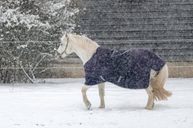 Kışlık paltolu atlar kar yağarken çayırda dört nala koşar. Kışın hayvanlar..